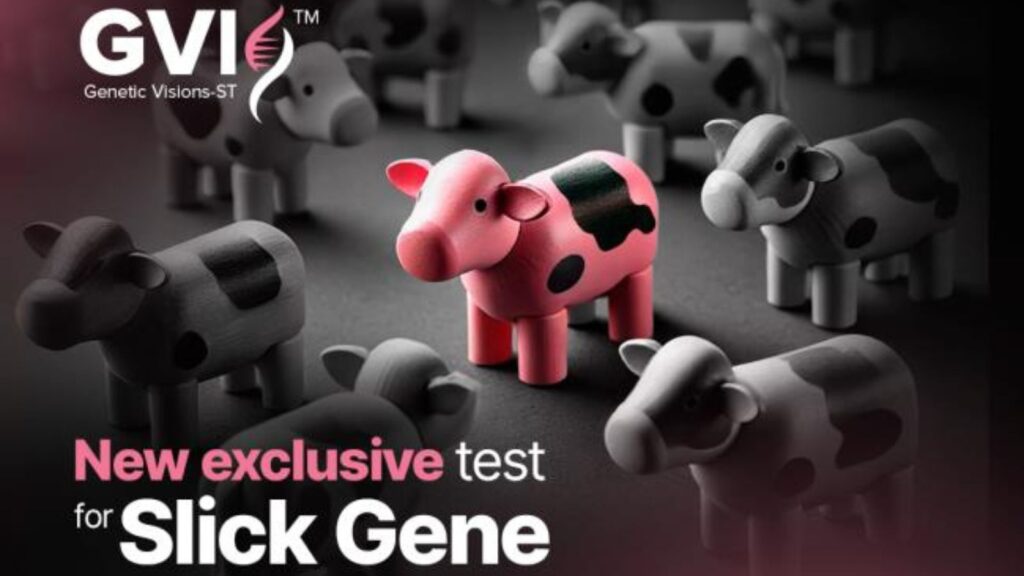 Genetic Visions-ST™ Offers Exclusive Test for Slick Gene